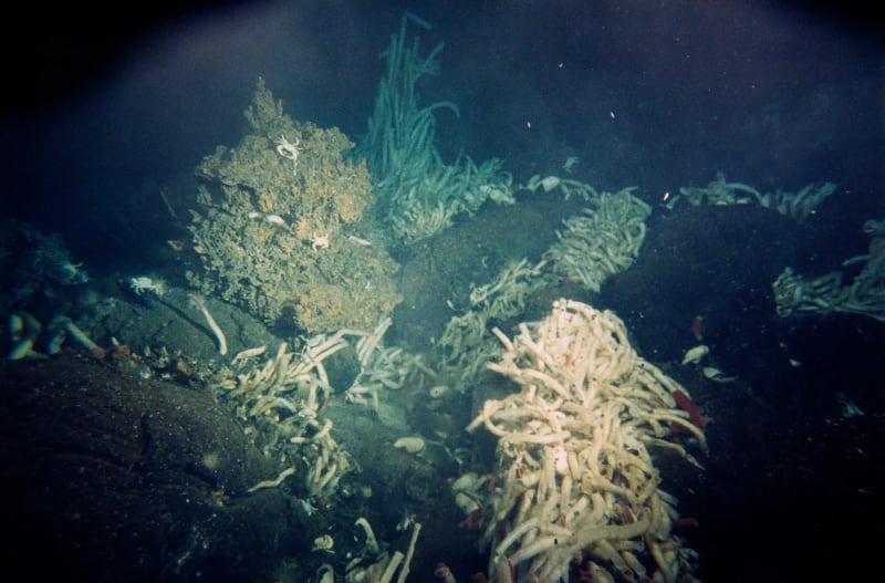 Jane Goodall's Chimp Discovery Changed What It Means Human - Image 4