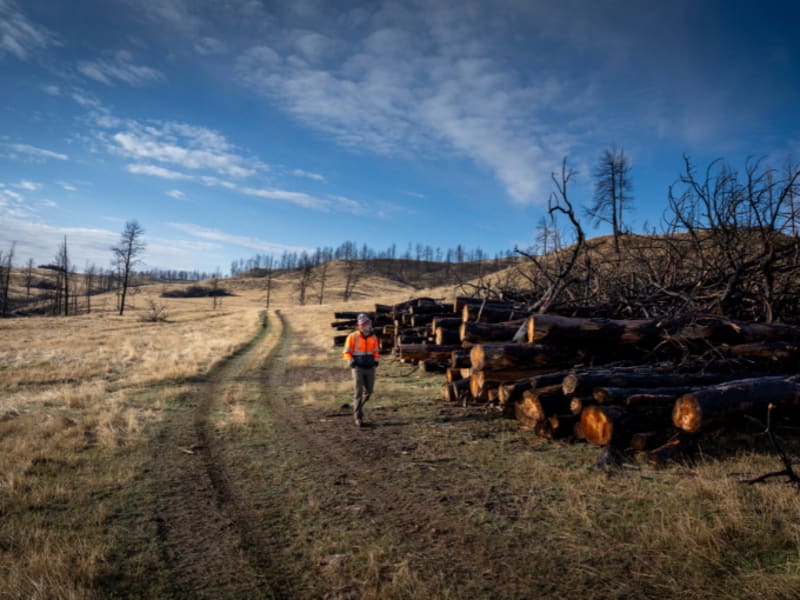 Company Buries 10M Lbs of Burned Trees to Fight Climate