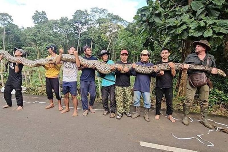 26-Foot Python 'The Baroness' Sets World Record in Indonesia - Image 2