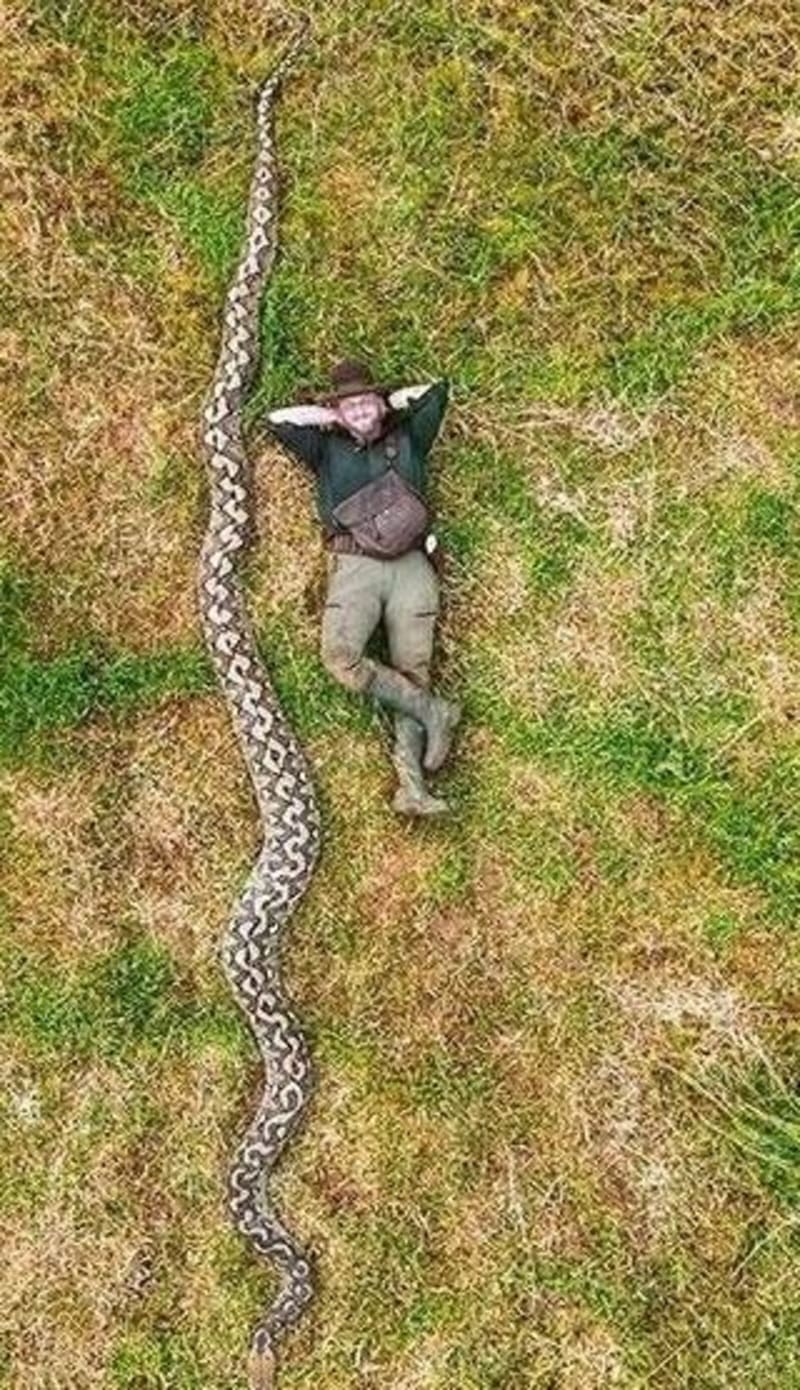 26-Foot Python 'The Baroness' Sets World Record in Indonesia - Image 3