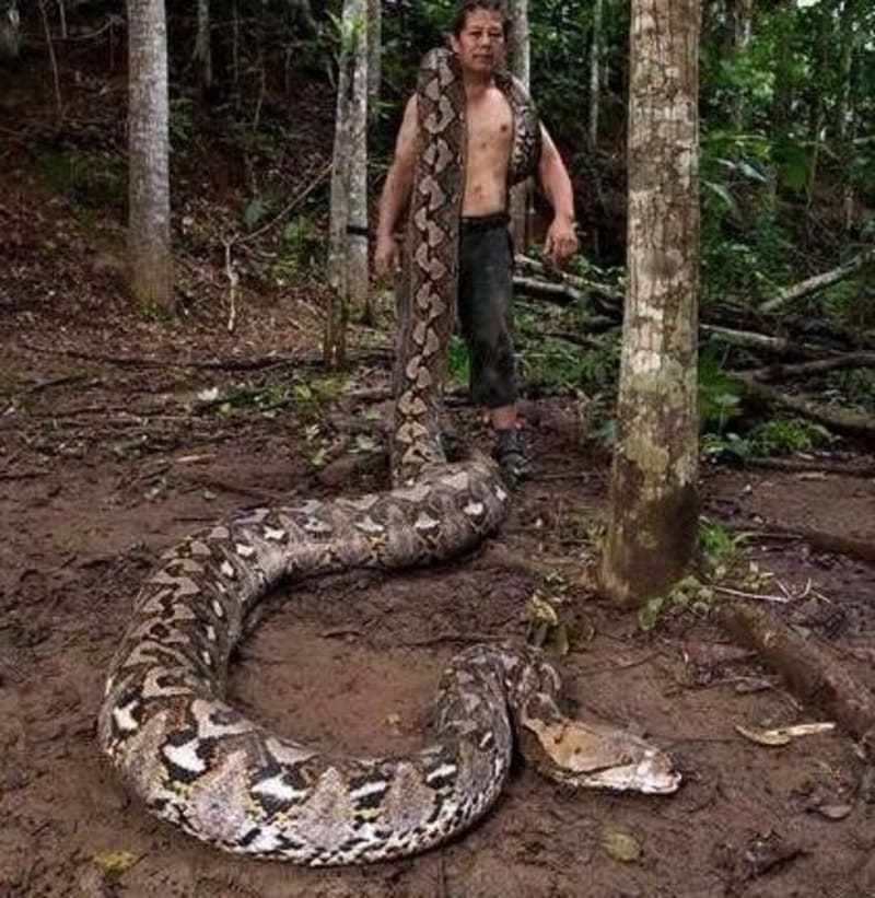 26-Foot Python 'The Baroness' Sets World Record in Indonesia - Image 5