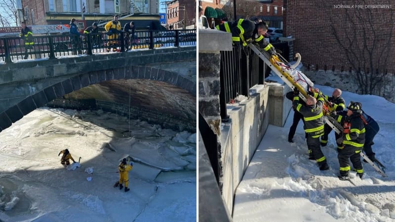 Firefighters Free Swan Frozen in Connecticut River