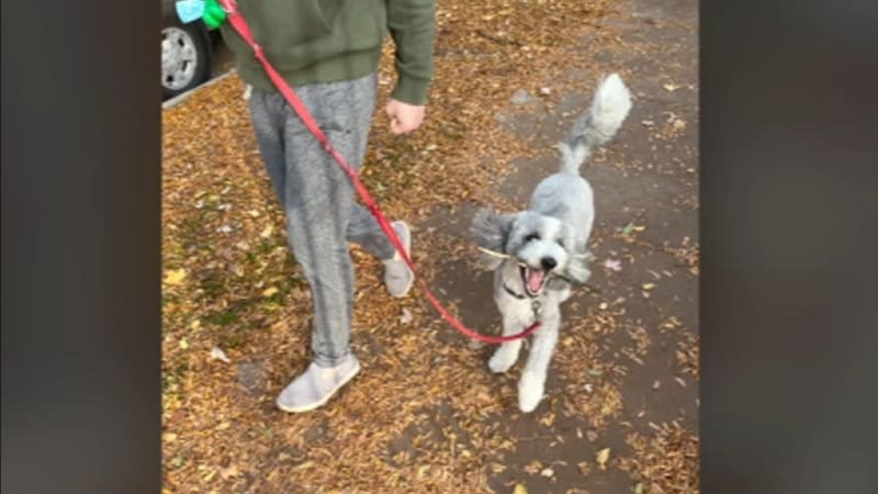 Chicago Strangers Reunite Stolen Dog Charlie With Family