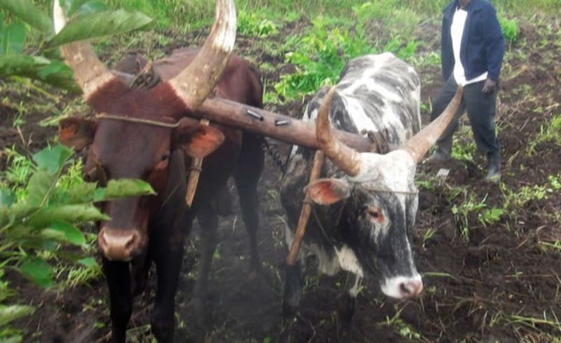 South Africa Secures 1M Vaccines to Fight Disease Outbreak