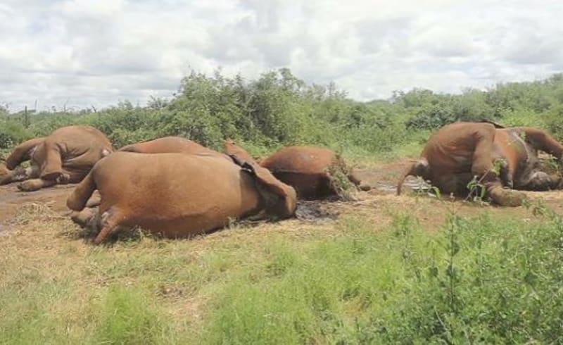 South Africa Rhino Poaching Drops 16% in Major Win