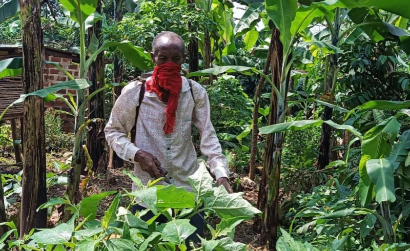 Ghanaian farmers harvesting cashew nuts in sunlit tree crop plantation