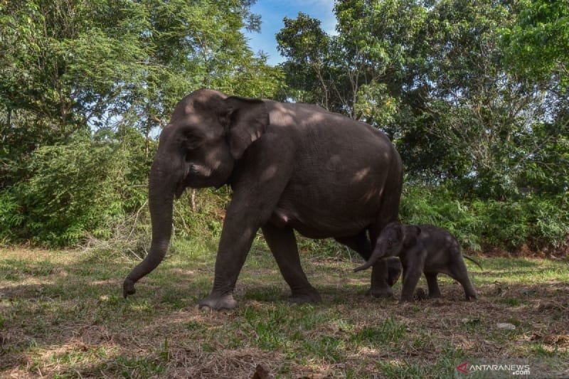 Indonesia Restores 66,000 Hectares for Sumatran Elephants