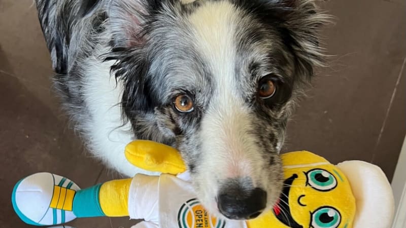 Word-Learning Dogs Share New Toys With Their Owners