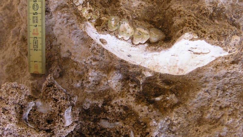 Ancient Moroccan Fossils Illuminate Our Fascinating Human Story