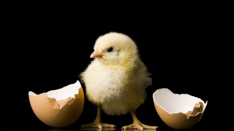 Baby Chicks Hear "Bouba" as Round, Like Humans Do
