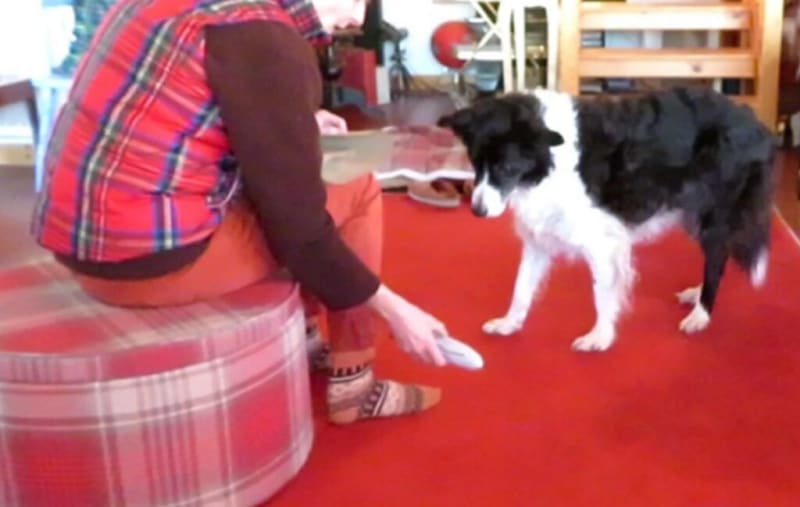 Word-Learning Dogs Share New Toys With Their Owners - Image 2