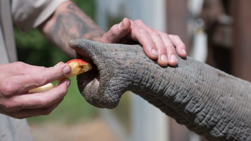Elephant Whiskers Hold Secret to "Built-In Intelligence