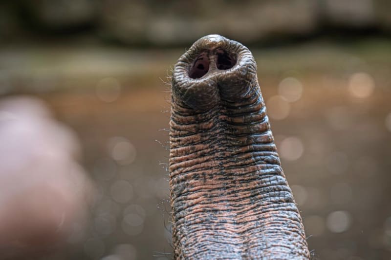 Elephant Whiskers Hold Secret to "Built-In Intelligence - Image 2