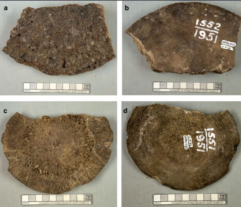 Scientists Find Whale Bones 400 km Inland in Alaska - Image 2
