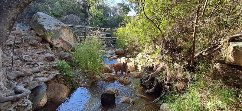 Table Mountain's Tiny Bugs Keep Cape Town's Water Alive - Image 3