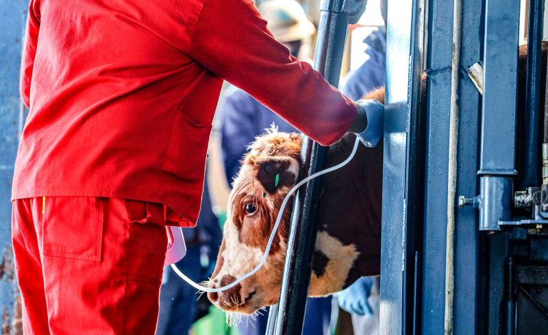 South Africa Receives 1M Vaccines to Fight Livestock Crisis - Image 2