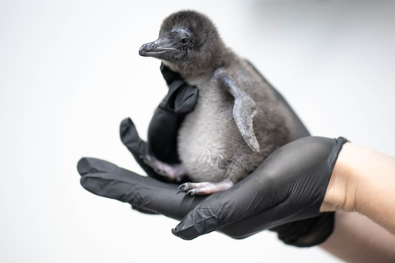 Tiny Penguin Henry Gets Extra Help Hatching in UK - Image 2