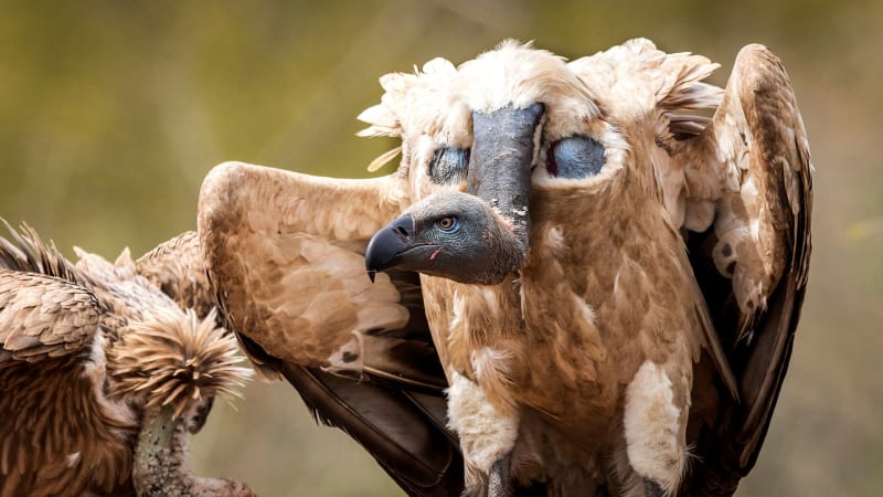 Minister Halts Solar Farm to Protect Endangered Vultures - Image 2