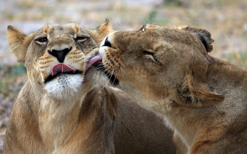 South Africa Province Bans Captive Lion Breeding - Image 3