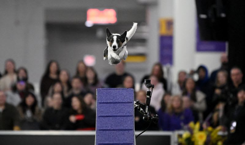 Doberman Penny Wins Westminster's 150th Dog Show