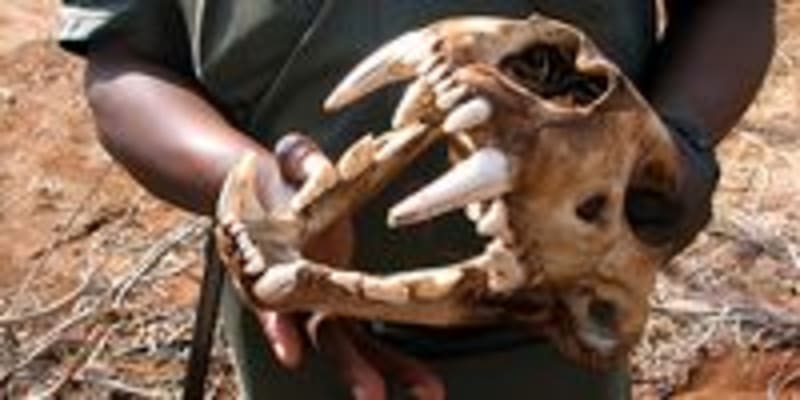 South Africa Province Bans Captive Lion Breeding - Image 4