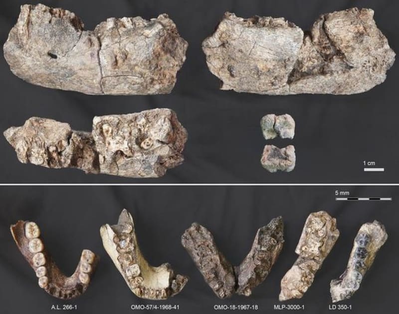 Ancient Jaw Reveals Human Cousin Thrived Across Africa - Image 4