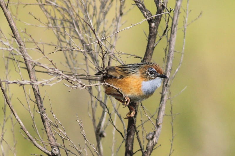 Australia Opens Wildlife Fund After Deep Creek Fire