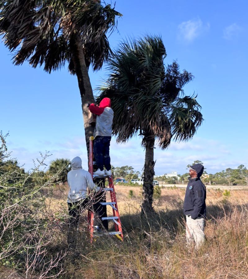 Florida Park Brings Back 300 Trees After Hurricane Michael