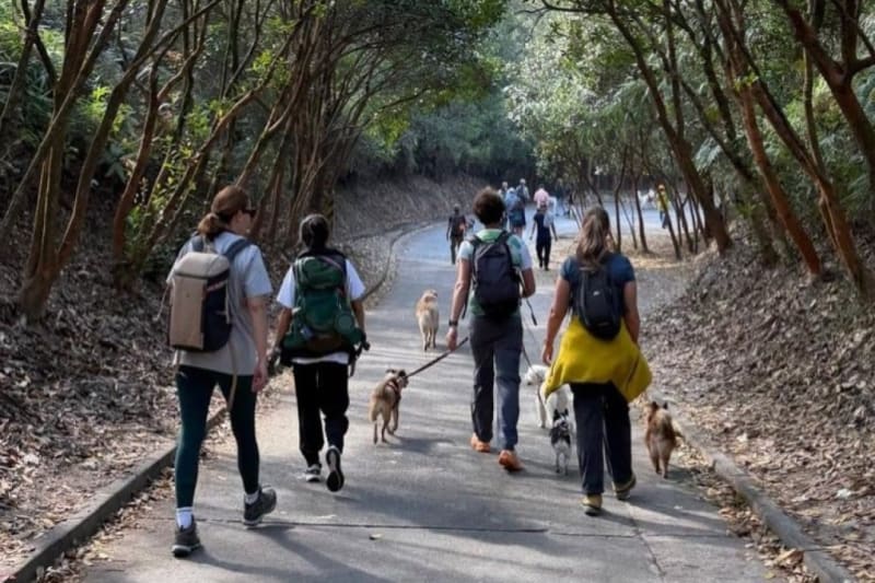 Hong Kong Cancer Survivors Find Healing Through Walking - Image 2