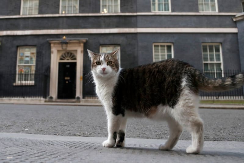 Larry the Cat Marks 15 Years at 10 Downing Street - Image 2