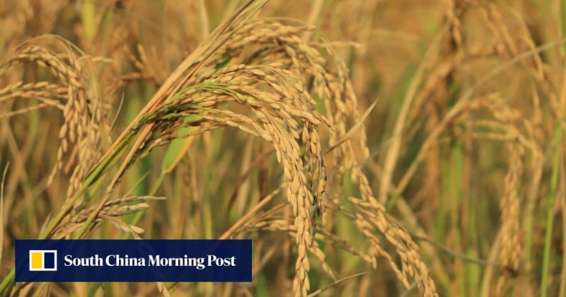 Rice researchers examining healthy golden rice plants growing in agricultural test fields in China