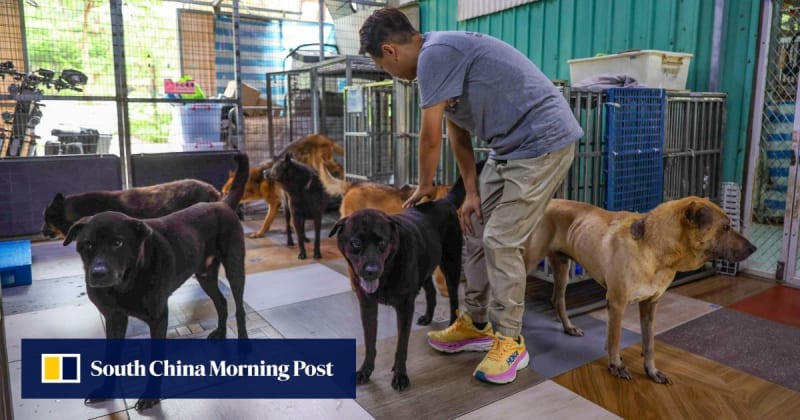 Dedicated animal rescue workers caring for rescued dogs at Paws Guardian Rescue Shelter in Hong Kong
