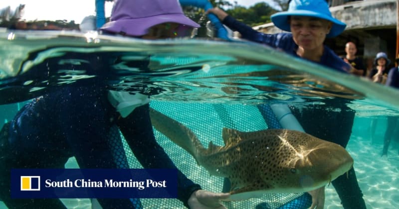 Young Indo-Pacific leopard shark swimming in sea pen before release into wild waters