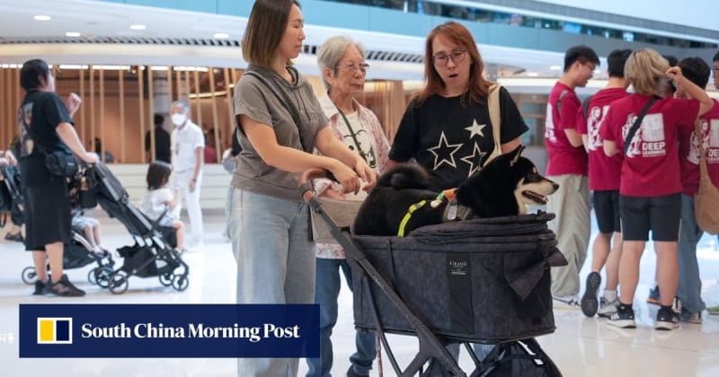 Hong Kong Approves Dog-Friendly Restaurants by Mid-2026