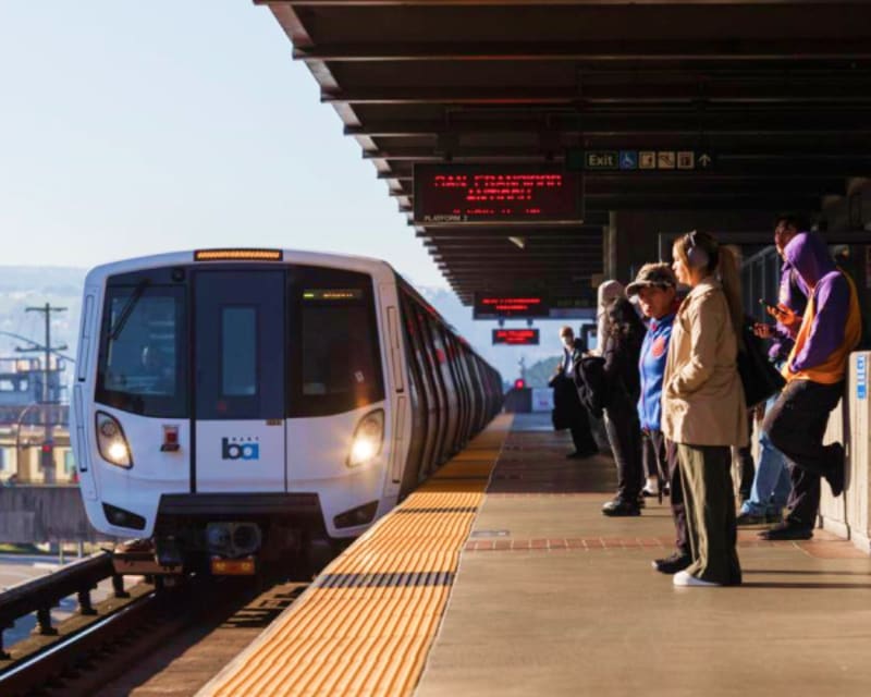 Lost Mountain Lion Safely Rescued in San Francisco - Image 4
