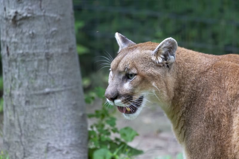Lost Mountain Lion Safely Rescued in San Francisco - Image 2