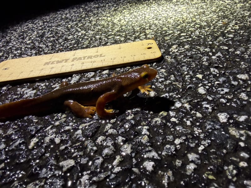 Bay Area Volunteers Save 15,000 Newts From Traffic Death