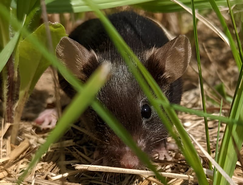 Mice Living Outdoors Show Less Anxiety Than Lab Mice - Image 3