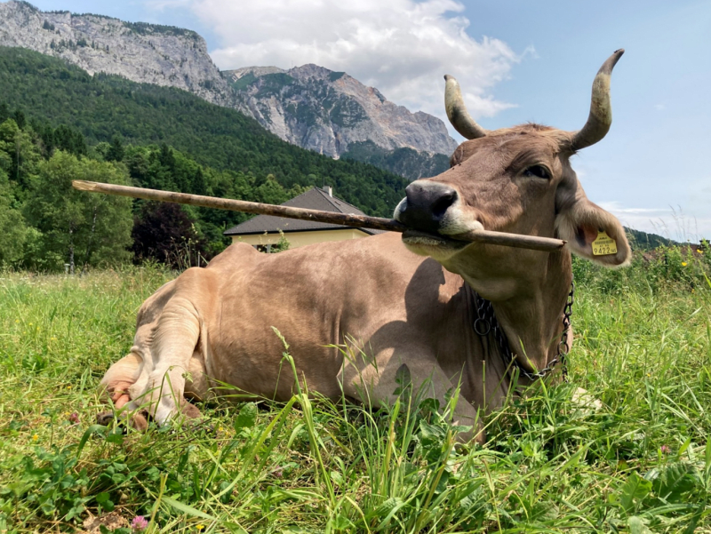 Austrian Cow Uses Broom Like a Tool to Scratch Herself - Image 3