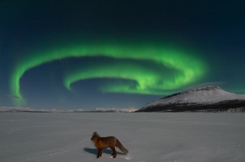 Curious Finnish Fox Joins Aurora Photographer in Magical Arctic Dance - Image 3