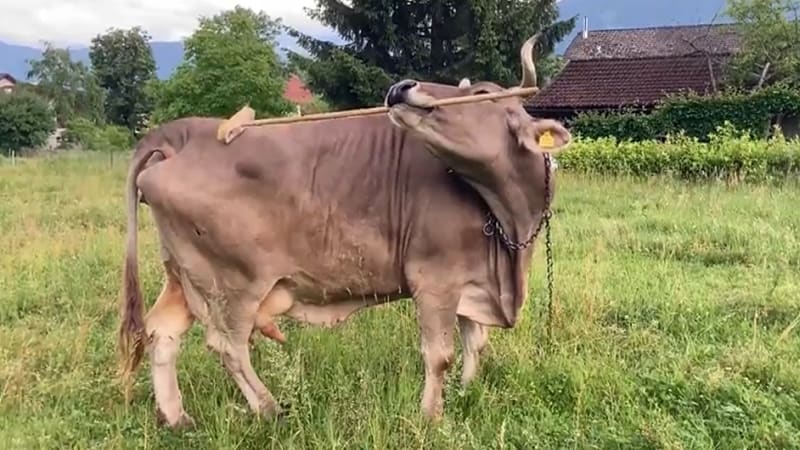 Austrian Cow Uses Broom Like a Tool to Scratch Herself - Image 2