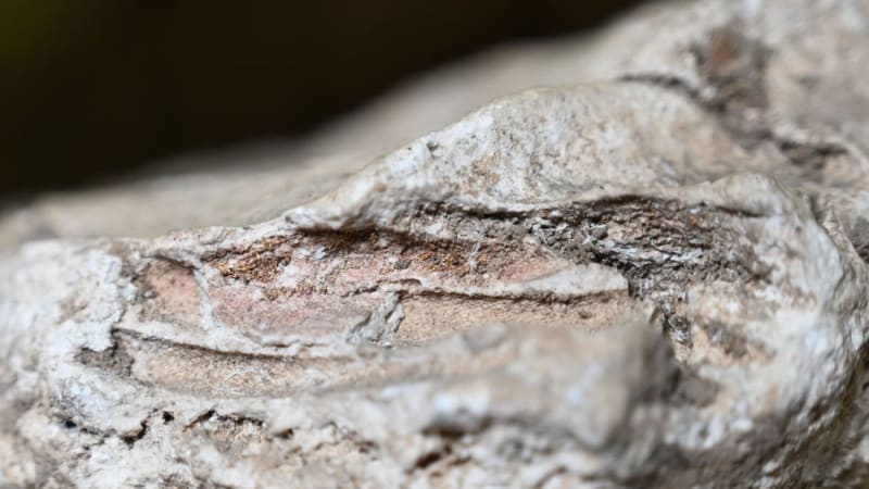 Roman Parents Defied Law to Mourn Their Lost Babies - Image 3