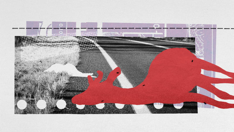 Roadkill Becomes Science Tool, Spares Live Animal Testing - Image 2