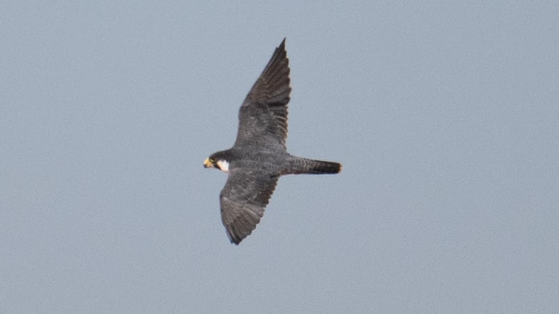 Siberian Falcon Spotted in Australia for First Time Ever