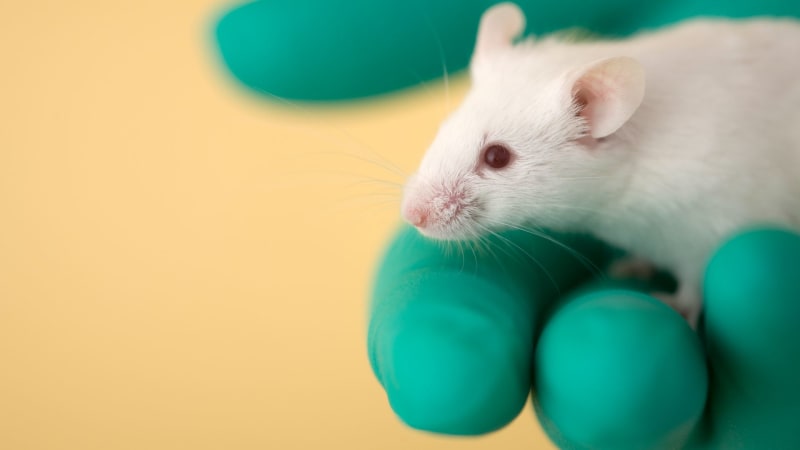 New Nasal Vaccine Protects Mice Against Viruses and Germs