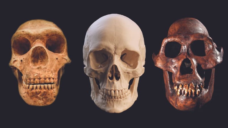 Neanderthals Reveal Stunning Intelligence: 10 Groundbreaking Discoveries in 2025