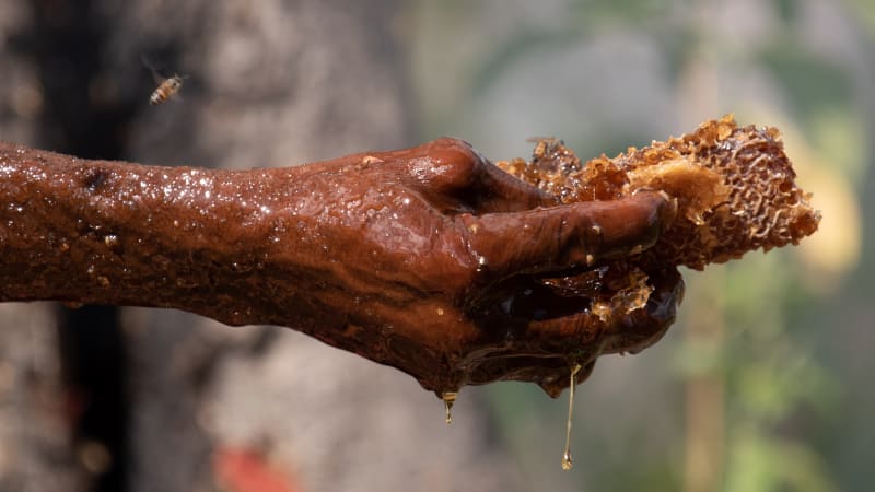 Mozambique Honey Hunters and Birds Share Secret Dialects - Image 2