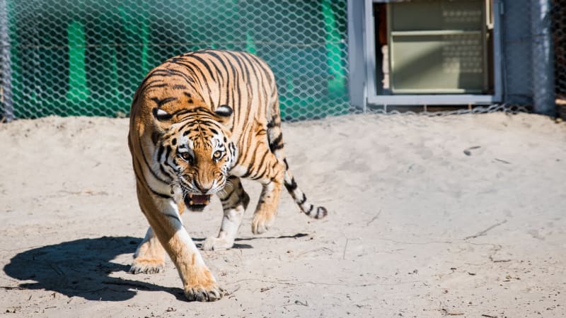 Kazakhstan Plants 87,000 Trees to Bring Tigers Home