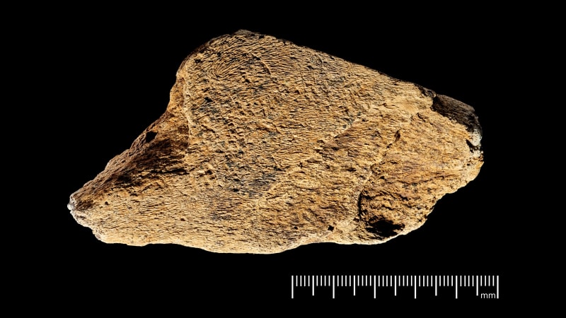 480,000-Year-Old Elephant Bone Tool Found in UK - Image 2