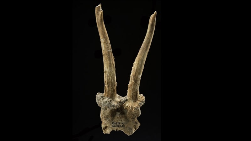 7,500-Year-Old Headdress Shows Ancient Enemies Shared Ideas - Image 2
